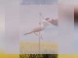 Connect with webcam model Margosha1: Art