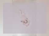 Watch cammodel SweetieElly