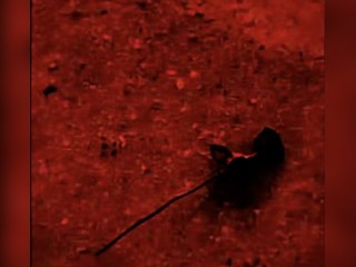 Visit 08Kleo profile