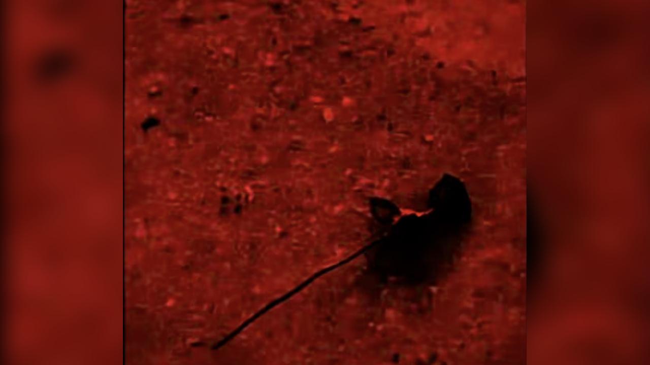 Webcam chat profile for 08Kleo: Legs, feet & shoes