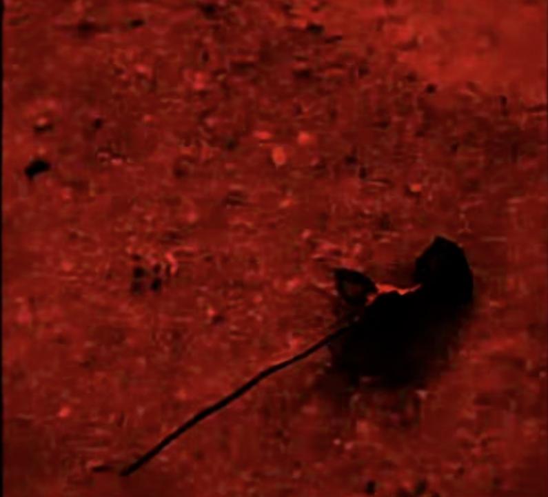 Webcam chat profile for 08Kleo: Legs, feet & shoes